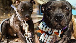 Dogfighting survivor finds a loving home