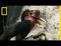 Helmeted Hornbill Conservation Facts