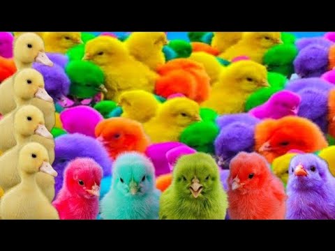 Tangkap Ayam Lucu, Ayam Warna Warni, Ayam Rainbow Gokil, Kelinci Lucu,Bebek,Ikan Koi,Hewan Lucu 🐥🦆🐇🐟