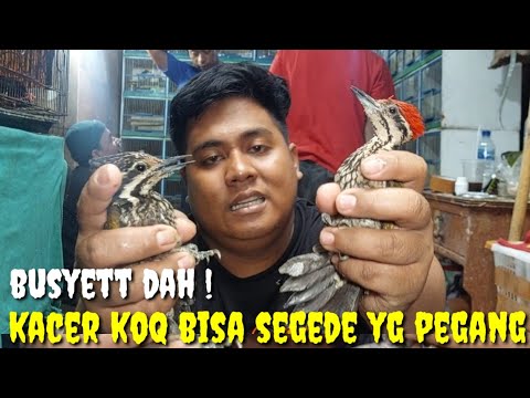 BURUNG KUALITAS GRADE A SUPER, KL MASALAH HARGA BUKAN HARGA MATI DAN GOYANG SAMPE JADI