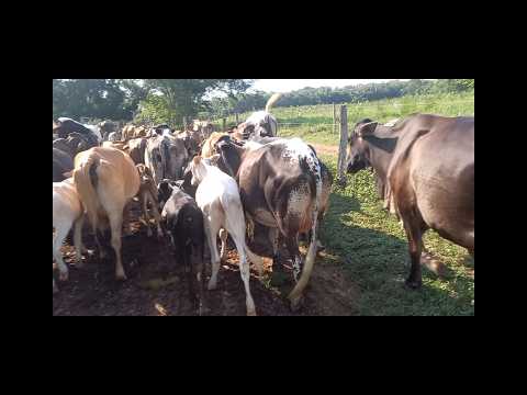 Duas vantagens e desvantagem de leite a pasto VS leite a cocho