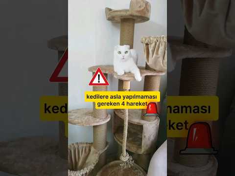 kedilere asla bunları yapma