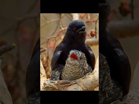 By the end of it, you'll realize that this is one of the most confused moms in the world. #animals