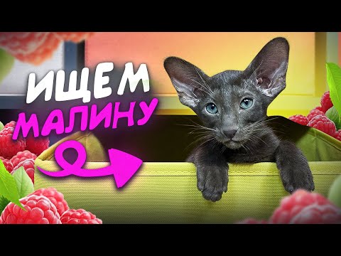 ИЩЕМ МАЛИНУ#cat