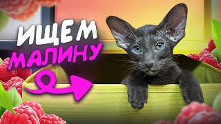 ИЩЕМ МАЛИНУ#cat