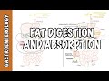 Fat Digestion and Absorption Concepts