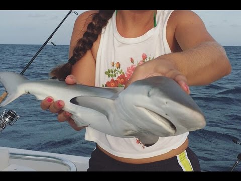 So Many Sharpnose Sharks! (Post Hurricane Matthew)