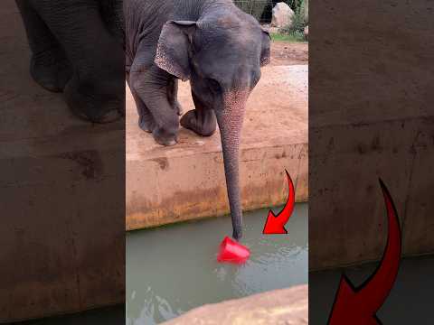Elephants Turn a Simple Mug Rescue Into Chaos #shorts