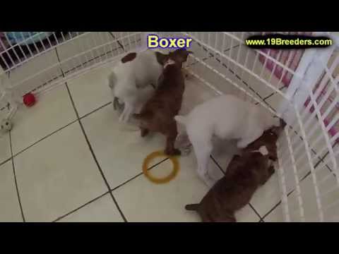 boxer puppies for sale in texas craigslist - 122021 on craigslist houston pets boxer