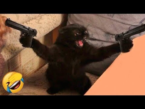 NEW Cats Videos 2025 😅Best Cats and Dogs Videos 😆  Funny Cats & Dogs Video