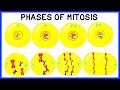 Exploring the Phases of Mitosis and Cell Division