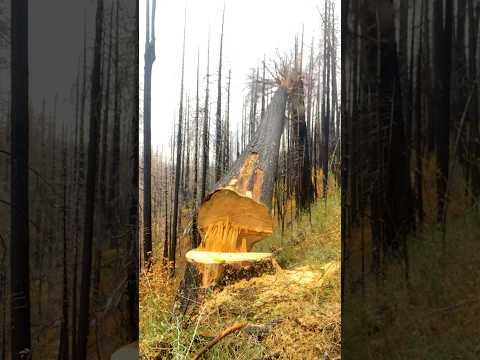 Most Beautiful Tree Sound