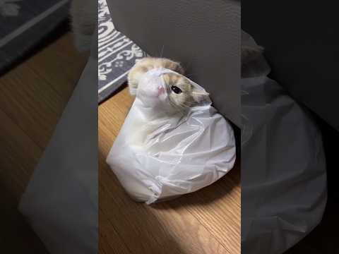 Смешные котики играют в прятки? Часть 1✌️Озвучка животных топ? #котик #шоу