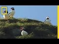 Puffin Rescue and Release Techniques