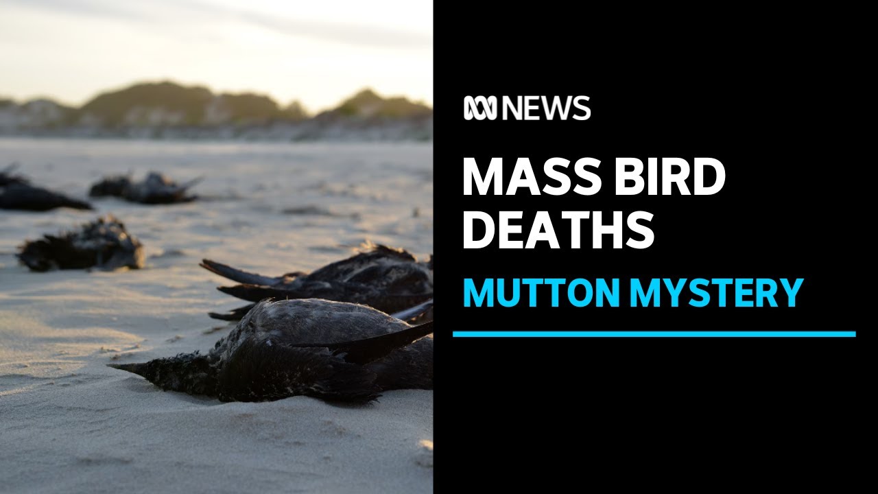 Why are Seabirds washing up Dead along Australia’s coast? Here’s what Researchers say is Happening