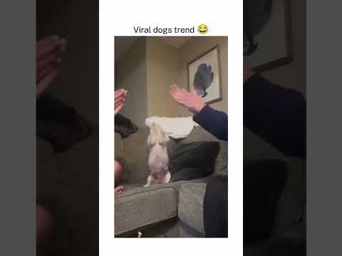 First one😂 #trending #dogs #dogshorts #fypage #fyp #shorts #dogvideos #shortvideo #viraltrend #trend