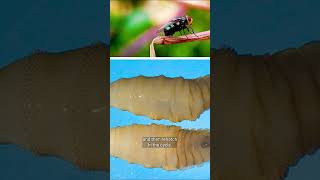 What is the New World screwworm