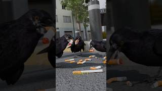 कौवा इसलिए नशा करते हैं 😳? Crows Get High On Purpose ?