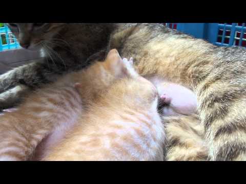 街貓 母貓餵奶貓 20110519 12:38 - YouTube(1分11秒)
