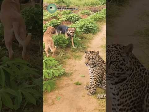 Dogs Confront a Jaguar in the Wild – What Happens Next Will Shock You!
