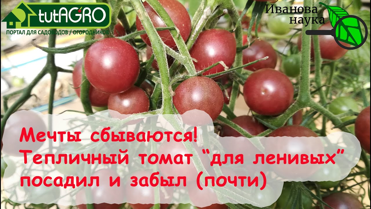 Вас обманули, вам дали гораздо лучше - мой случай для этого томата! Самый надежный черри для теплиц!