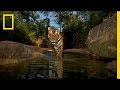Camera Traps in Wildlife Photography