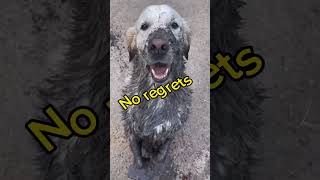 No regrets at all #goldenretriever