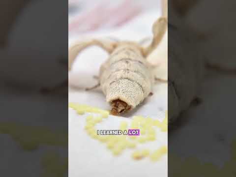 Who knew moth breeding would be like this sometimes #moths #silkmoth #exoticpets #animals #insects