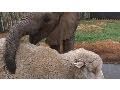 Baby Elephant Rescue and Care