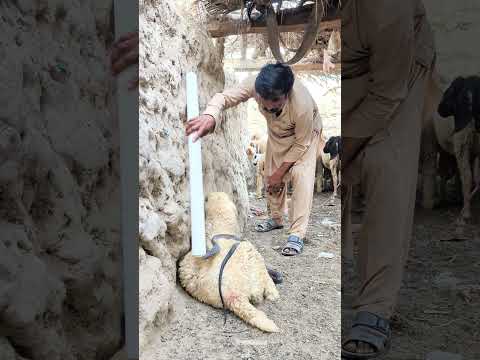 بیٹھی بھیڑ پر سانپ کیسے چڑھ گیا #shortvideo #animals #nagraj #cobra