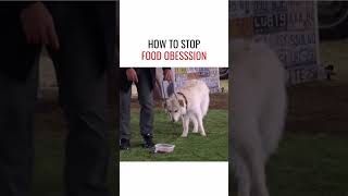 How To Stop Food Obsession