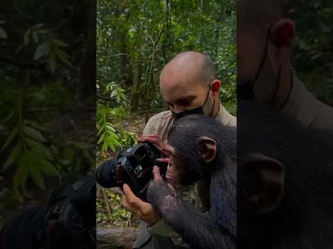 Pertemuan Seorang Fotografer Dan Seekor Simpanse