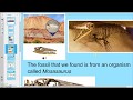 Sedimentary Rocks and Fossils