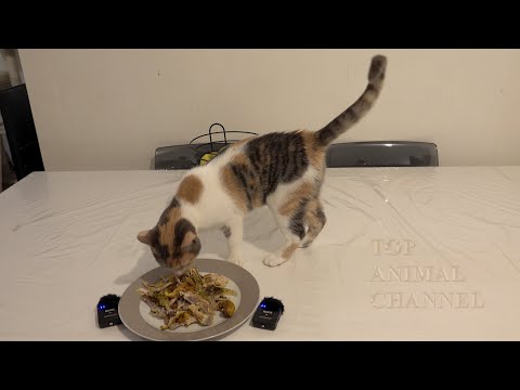 CAT CRUSHING MEATY BONE #2 - CAT EATING FOOD -  ASMR