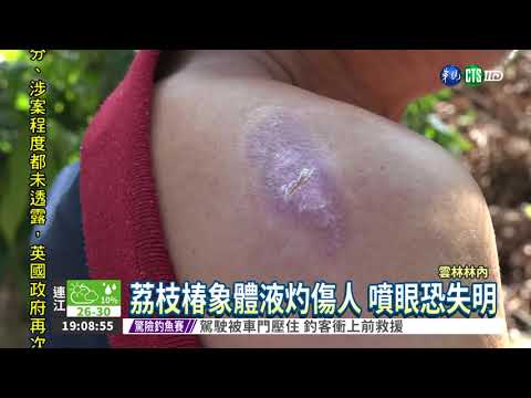 荔枝椿象入侵! 果農遭體液灼傷 - YouTube(1分21秒)