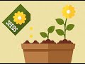Plant Care and Cultivation Concepts