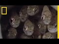Cichlid Fish Parenting Strategies