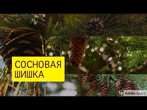 Стол из сосновых шишек