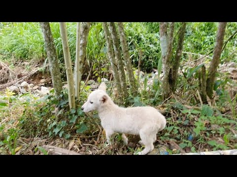 An Adorable Puppy In The Forest