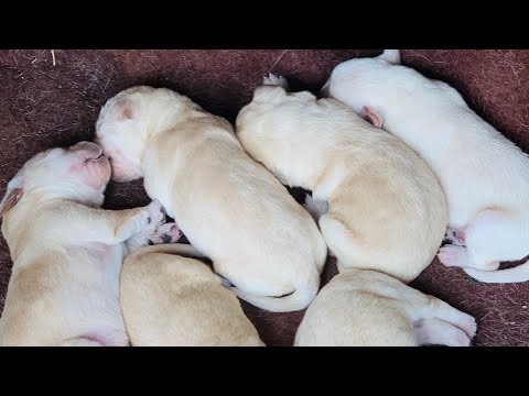 Top quality Labrador puppies, white & golden colour