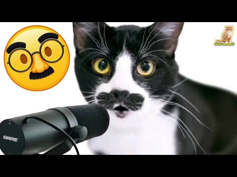 KUCING LUCU SHOLAWATAN MERDU | Kucing Shalawat