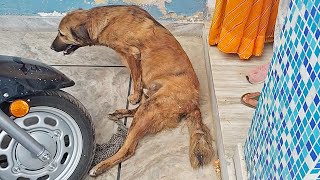 Paralysed hind legs--would Peanut ever walk again?