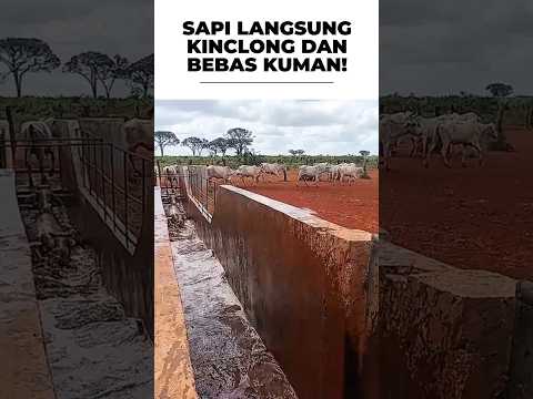 SAPI LANGSUNG KINCLONG DAN BEBAS KUMAN!