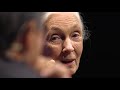 Jane Goodall's Journey and Insights