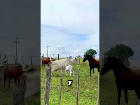 Este caballo perdió a su hijo…