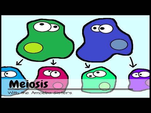 Amoeba Sisters Mitosis Worksheet Key Jobs Ecityworks