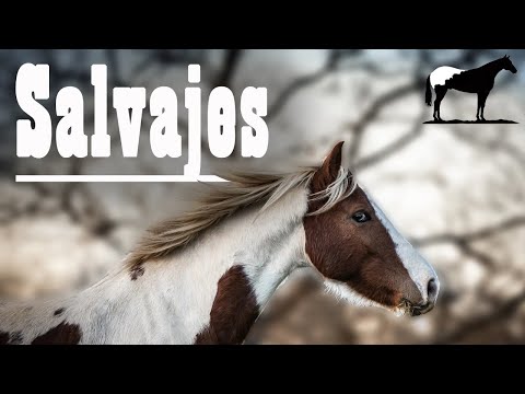 Últimos Caballos Salvajes De Europa🐴-Del Cerro Soy