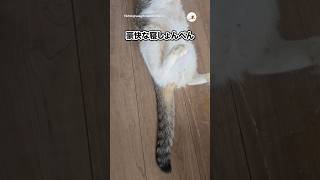 こんなことある？笑｜PECO