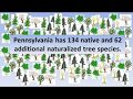 Tree Species and Their Characteristics