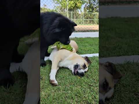 DESSA VEZ EU VOU ASSUSTAR A PANQUECA ๐ธ๐ #funny #humor #shorts